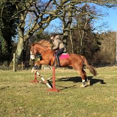 Engelsk Varmblod Edward