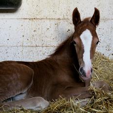 Welsh Cob (sec D) Royal Gogo 