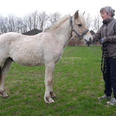 Fjordhest Oblings Glant