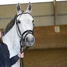 Anden særlig race Karisma