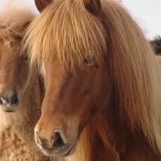 Islænder Skutla fra Anglesey