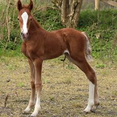 Welsh Cob (sec D) Royal Gogo 