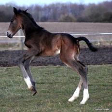 Oldenborg Mischa Nyholm