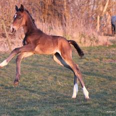 Oldenborg Mischa Nyholm