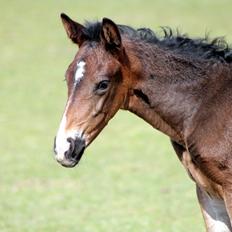 Oldenborg Mischa Nyholm