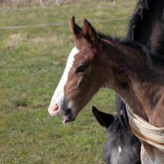 Oldenborg Sjaik Nyholm