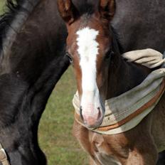 Oldenborg Sjaik Nyholm