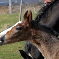 Oldenborg Sjaik Nyholm