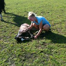 Holstener Le Caméléon Du Classé