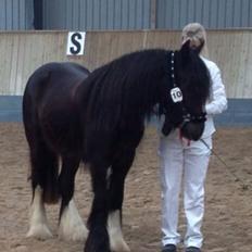 Tinker Lillevang´s Tracey