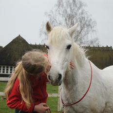 Welsh Partbred (Sec F) Bjerregårds Silva