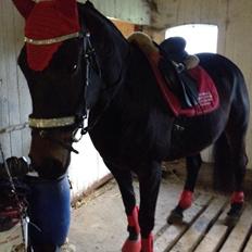 Dansk Varmblod Præstegaardens Freja (Solgt)