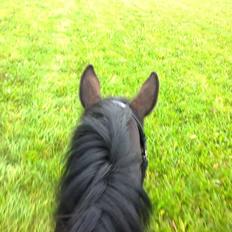 Dansk Varmblod Præstegaardens Freja (Solgt)