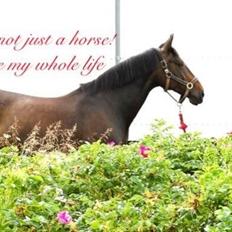 Dansk Varmblod Præstegaardens Freja (Solgt)