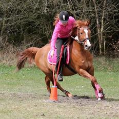 Anden særlig race Forint