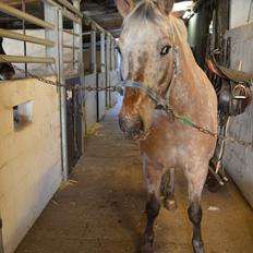 Anden særlig race Kasmir 