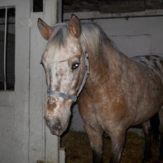 Anden særlig race Kasmir 