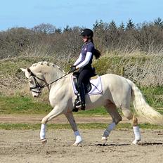 Palomino Stensgaardens cavanoux (EU Hingst)