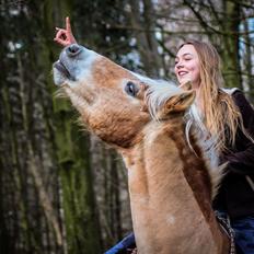 Haflinger Marko