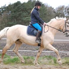 Frederiksborg Sonnerupgårds Isabel FR 8676