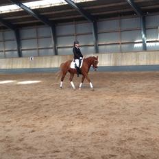 Anden særlig race Havens Aura