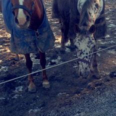 Anden særlig race Havens Aura