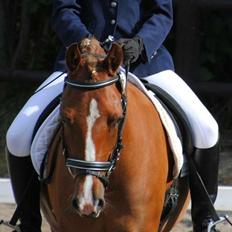 Anden særlig race Havens Aura