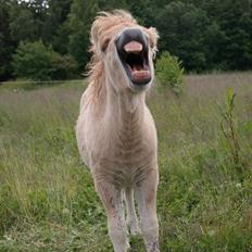 Anden særlig race Kildens Turbo Tim *mikrohest*
