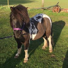 Shetlænder Pongo Bøf ( SOLGT )