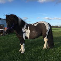 Shetlænder Pongo Bøf ( SOLGT )