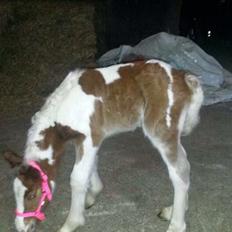 Irish Cob Klosters Loke R.i.p