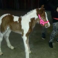 Irish Cob Klosters Loke R.i.p