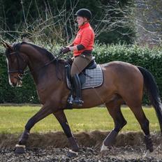 Dansk Varmblod Camarro SR