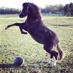 Welsh Mountain (sec A) Lerhoejs Smurfette