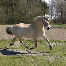 Fjordhest KIRSTINE VÅRBY