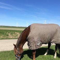 Anden særlig race Kirkely's Kida