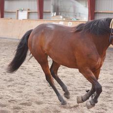 Connemara Bech's brighty
