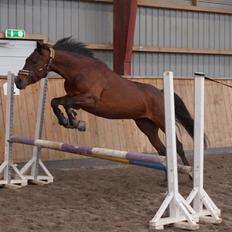 Connemara Bech's brighty