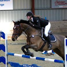 Dansk Varmblod Carneval De Pa- Ris Korsvænget