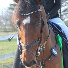 Dansk Varmblod Carneval De Pa- Ris Korsvænget