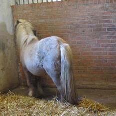 Shetlænder Grønkjærs Achilles