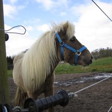 Shetlænder Grønkjærs Achilles