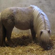 Shetlænder Grønkjærs Achilles