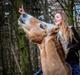 Haflinger Marko