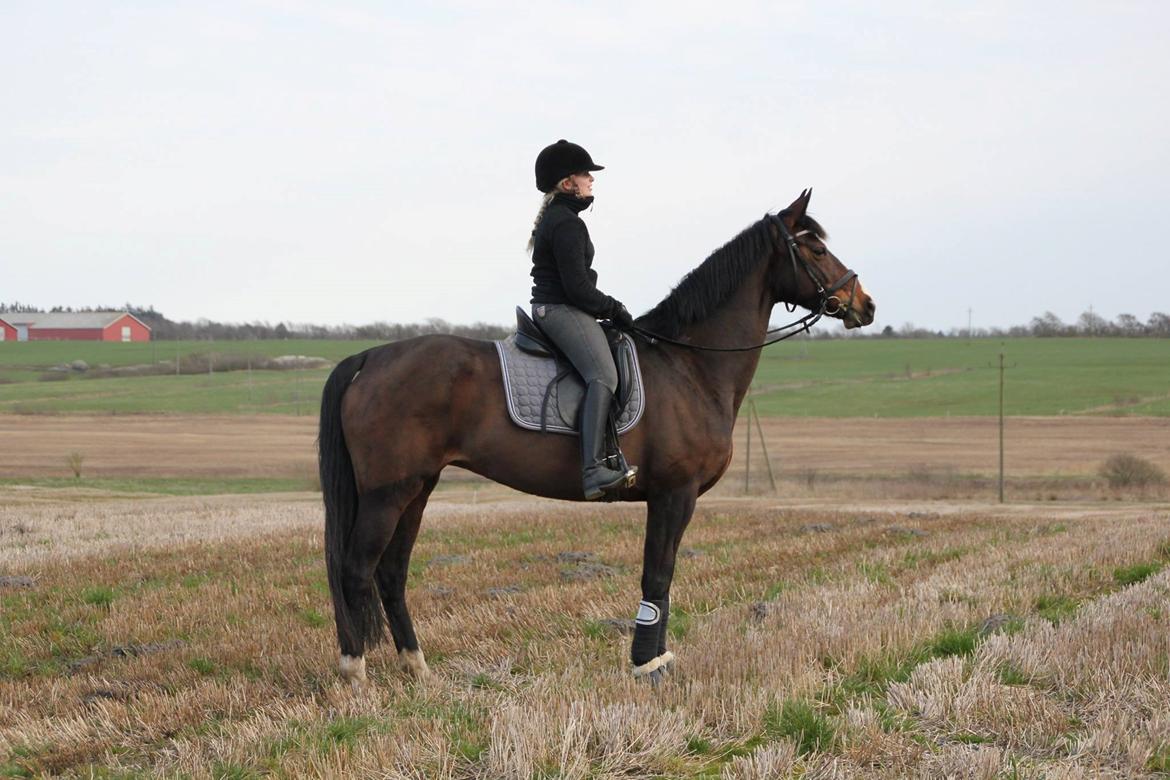 Dansk Varmblod Michelle - Velkommen til Chelles´profil.  billede 1