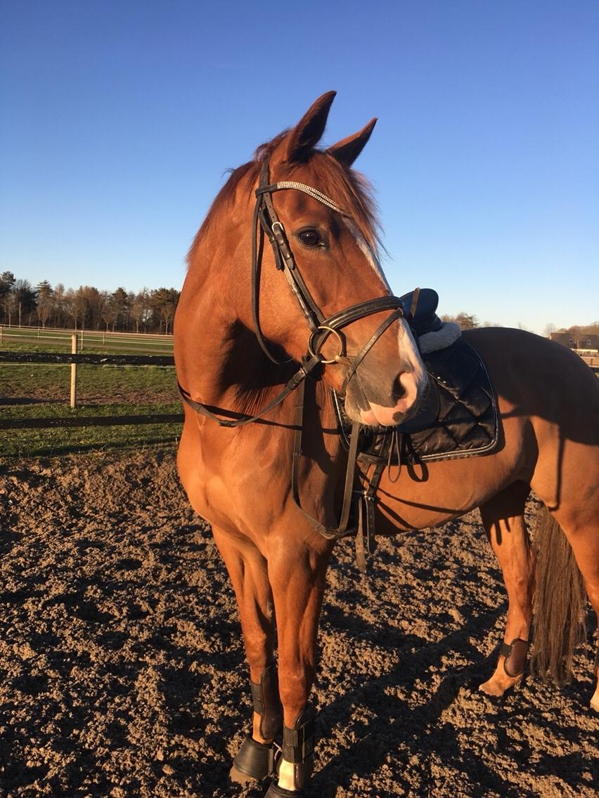Anden særlig race Silvia billede 1