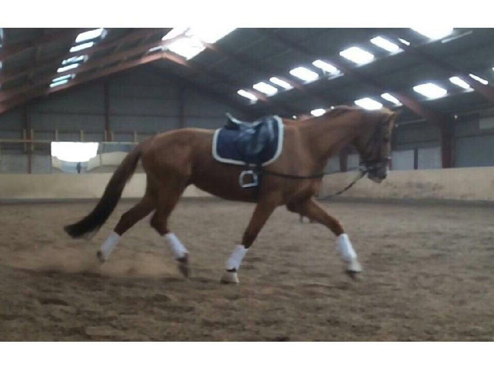 Anden særlig race Silvia billede 2