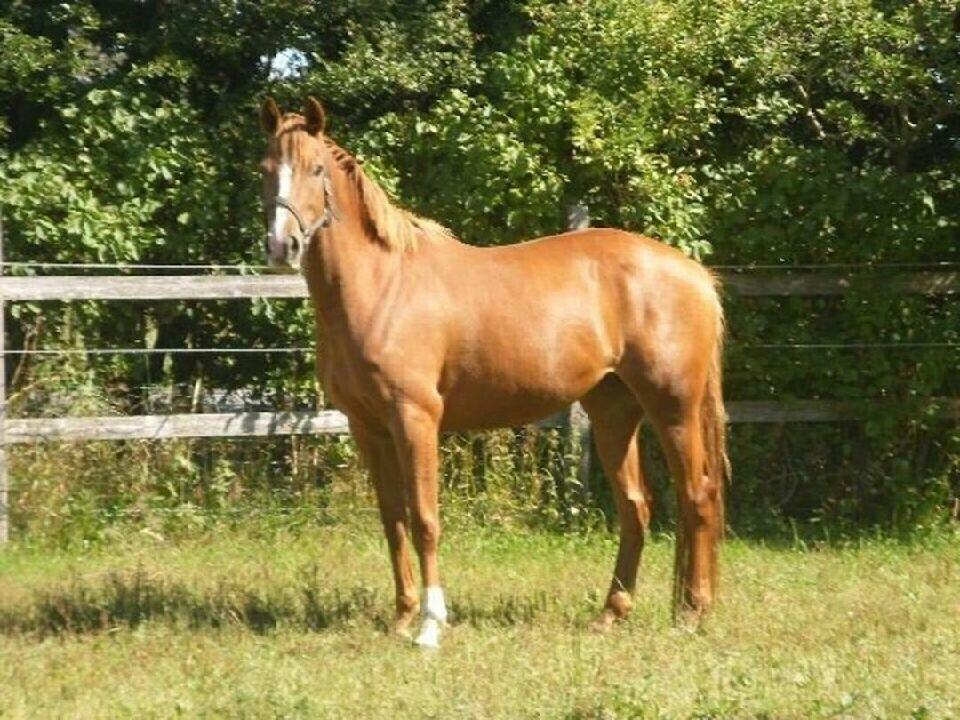 Anden særlig race Silvia billede 3