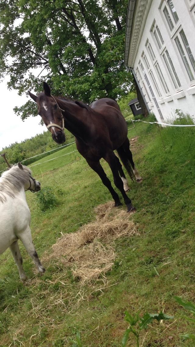 Hannoveraner Uffe C billede 17