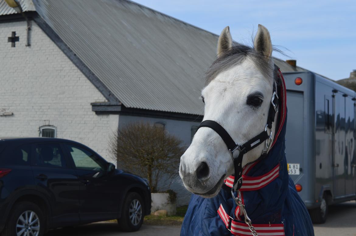 DSP Jean Le'Penn A PONY  billede 10